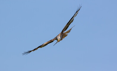 Red Kite (Milvus milvus) in flight