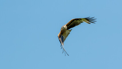 Red Kite (Milvus milvus) in flight