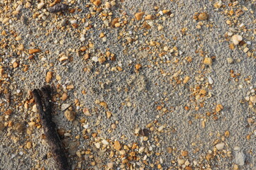 a background of fine sand and small rocks
