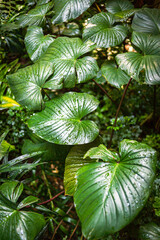Green Tropical Leaf nature plant leaves