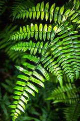 fern plant in the forest.