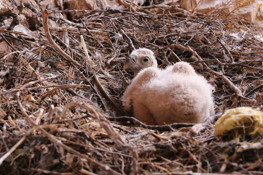 SMALL GRIFFON VULTURE  CUP WAITING FOR FOOD FROM ITS MOTHER