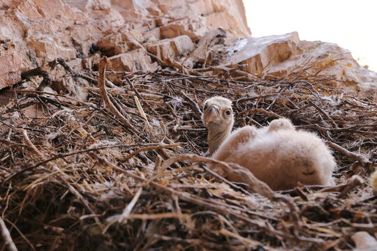 GRIFFON VUTURE CHICKEN IN ITS NEST