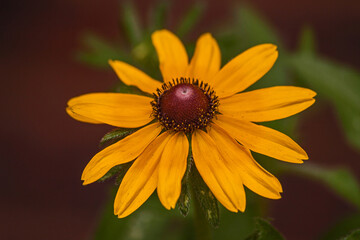 Yellow Coneflower (Echinacea paradoxa) 8190