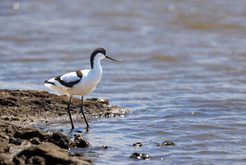 Pied Avocet (Recurvirostra avosetta) in shallow water on a sunny day at RSPB Titchwell in Norfolk