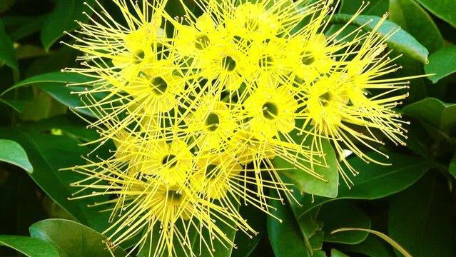 A closeup of a cluster of bright yellow Golden Penda flowers in full bloom
