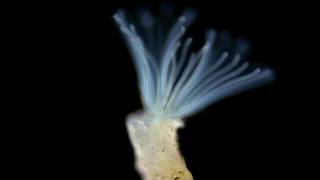 Freshwater bryozoans under microscope, Class Phylactolaemata, Order Plumatellida. Filter feeders. Similar to worms in Sabellida family
