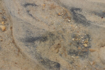 a background of fine sand and small rocks