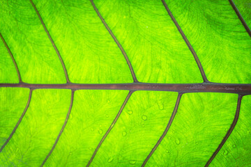 Close up leaves texture and background.
