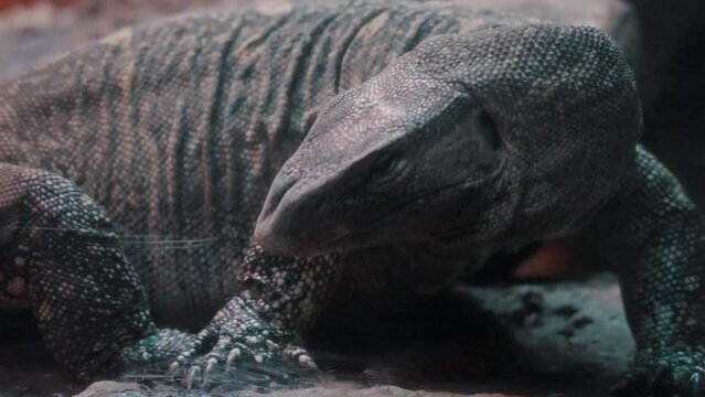 Close Up Of Nile Monitor Lizard Walking In The Wilderness.