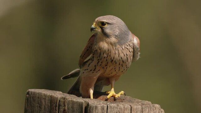 Male Common Kestrel falcon tearing meat from pray staring into camera; medium