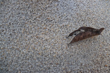 a background of fine sand and small rocks