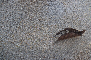 a background of fine sand and small rocks