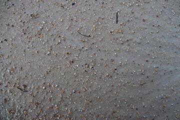 a background of fine sand and small rocks