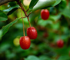 Obraz premium Close up shot of goumi berry