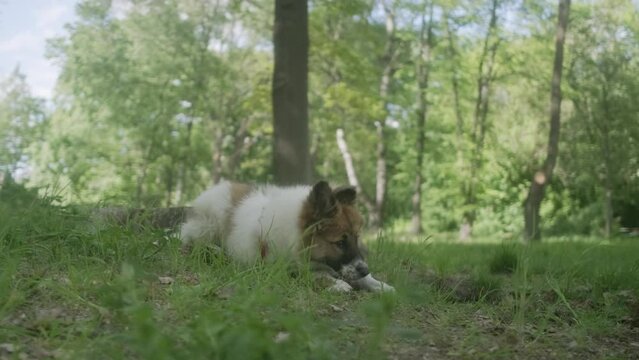 Cute purebreed puppy resting; doggy on leash in park; slow motion 4K