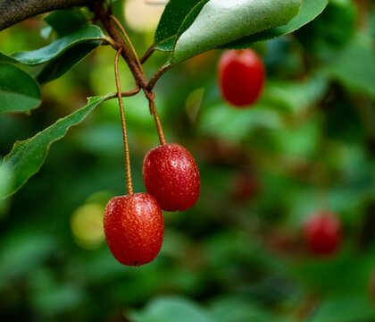 Close up shot of goumi berry