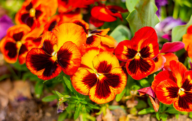 close up of two-tone yellow with orange viola flowers on a flowerbed in the garden