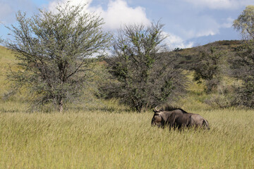 Fototapeta na wymiar Blue Wildebeest or Brindled Gnu in the Kgalagadi
