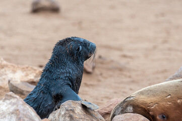 Fototapeta premium Close-up of a seal at the seal colony in Skeleton Coast, Namibia.