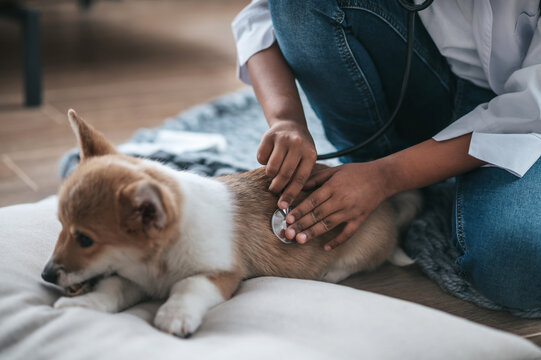 A boy in a white coat holding stethoscope and examining an ill dog