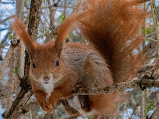 Squirrel sitting on a branch. A photo of a squirrel close up. A red squirrel asks for nuts.