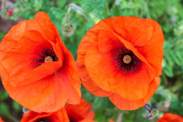 Close up of red corn poppy flowers against a blurred background