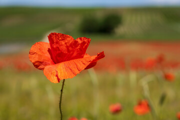 Close up of red corn poppy flowers against a blurred background