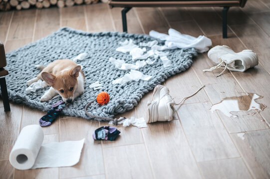 Little Puppy Making Mess In The Room