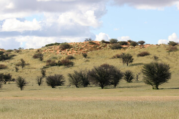 Fototapeta na wymiar The 'green Kalahari,' a rare sight, after all the rain