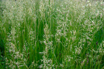 Selective focus of fluffy grass flowers with green leaves, Arrhenatherum elatius, with the common names bulbous oat grass, false oat-grass is a species of perennial grass, Nature floral background. - Powered by Adobe