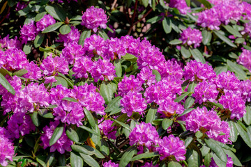 Selective focus of Rhododendron full bloom on the tree in the garden, Branches of purple flowers are blossom in the park, A shrub or small tree of the heath family, Nature floral background.