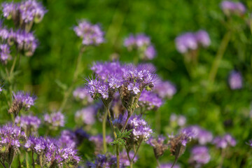 Selective focus of wild flower in meadow, Phacelia tanacetifolia is a species of flowering plant in the borage family Boraginaceae, Lacy phacelia, Blue tansy or purple tansy, Nature floral background.