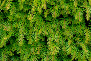 Selective focus young green leaves of English Yew with sunlight on the garden fence, Taxus baccata...