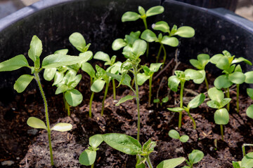 Home garden concept, Selective focus of young seedlings of vegetable or flowers in the black soil, Small green sprout of growing in ground with sunlight, Organic vegetables farm.