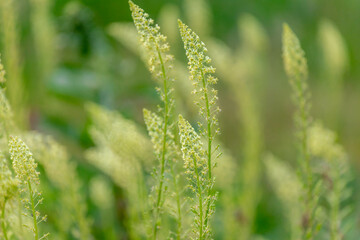 Selective focus of wild grass flower in meadow in spring, Reseda lutea or the yellow mignonette or wild mignonette is a species of fragrant herbaceous plant, Nature floral background.