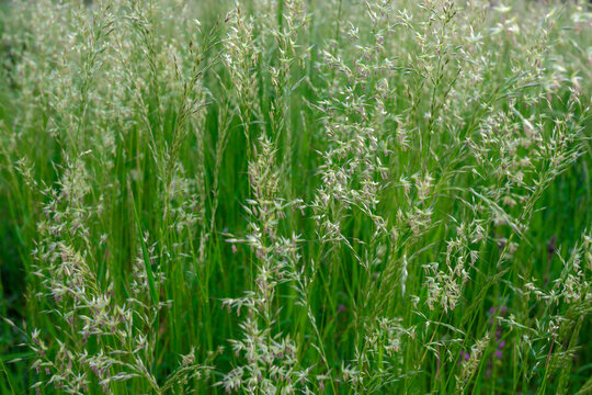 Selective focus of fluffy grass flowers with green leaves, Arrhenatherum elatius, with the common names bulbous oat grass, false oat-grass is a species of perennial grass, Nature floral background.