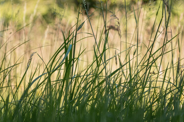 Natur im grünen, Gräser Wiese,