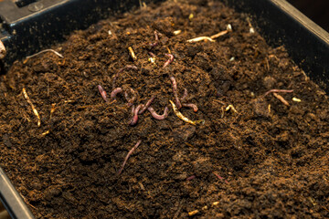 Earthworms on soil for organic fertilizer farming concept. Many earthworms in soil	
