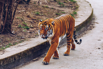 Sumatran tiger (Panthera tigris sumatrae) in Prague zoo. Tiger at the Prague Zoo. Portrait of tiger. Prague Zoo, Czech Republic