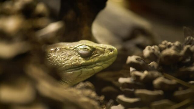 Ocellated lizard (Timon lepidus) resting, close up