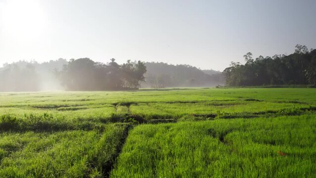 4K fast-flying drone footage over green rice fields in South-East Asia in early morning. Vegetation, food, agriculture concept.