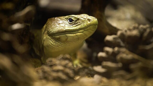 Ocellated lizard (Timon lepidus) resting, close up