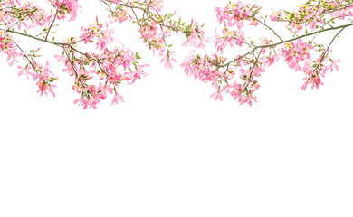 pink silk floss tree flower isolated on white background
