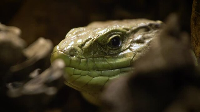 Ocellated lizard (Timon lepidus) resting, close up