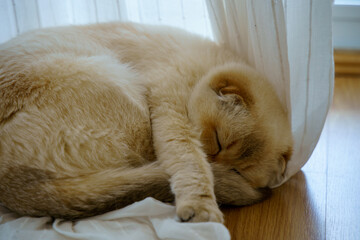 Cute white Scottish Fold cat