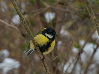 Parus Major. Great Tit perched on a branch. Yellow tit belly.
