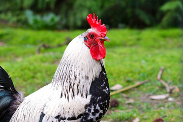close up of the head of a cock. Rooster on a farm