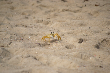 Yellow crab on the beach sand.