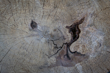 wood background showing a cross section of a log with natural stains